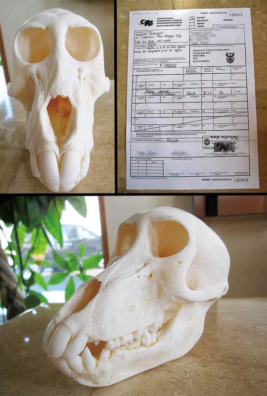 きれいなお猿さん: 頭骨・骨格標本・剥製販売【CORE-BOX】