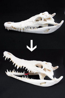 ワニの鳴き声は？: 頭骨・骨格標本・剥製販売【CORE-BOX】